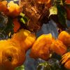 GUERLAIN Aqua Allegoria Mandarine Basilic Forte lahjasetti Naisille thumbnail 5