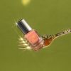 Catrice MY JEWELS. MY RULES. kynsilakka sävy C02 Apricot Crush 10,5 ml thumbnail 4
