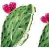 Klorane Prickly Pear kosteuttava seerumi sisältää hyaluronihappoa 100 ml thumbnail 9
